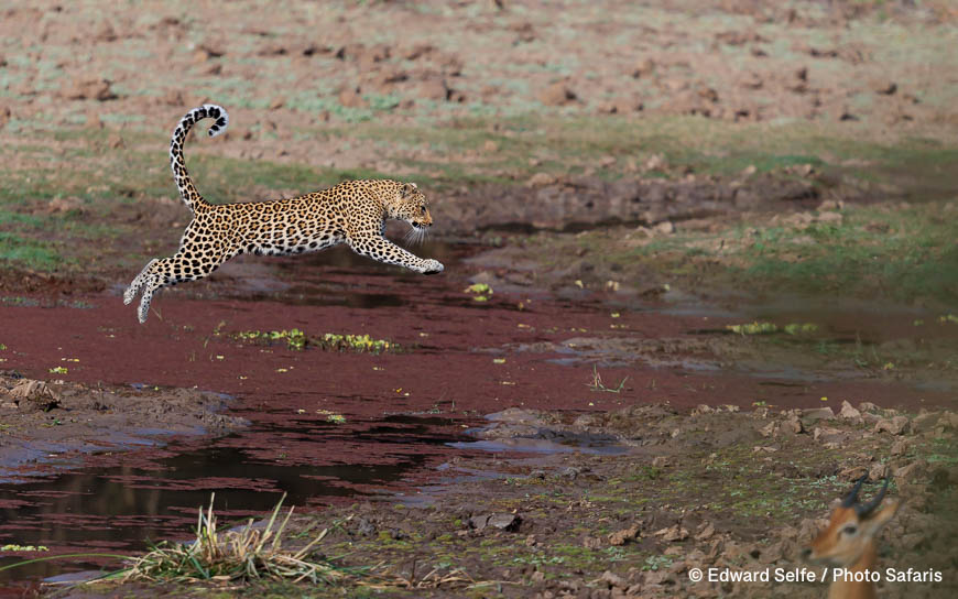 Wildlife image by edward selfe as part of a sequence leopard jumping across channel.
