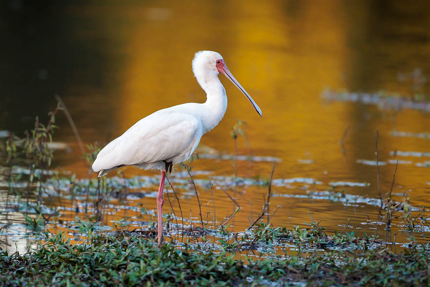 Images of wildlife from photo safari with edward selfe in south luangwa.