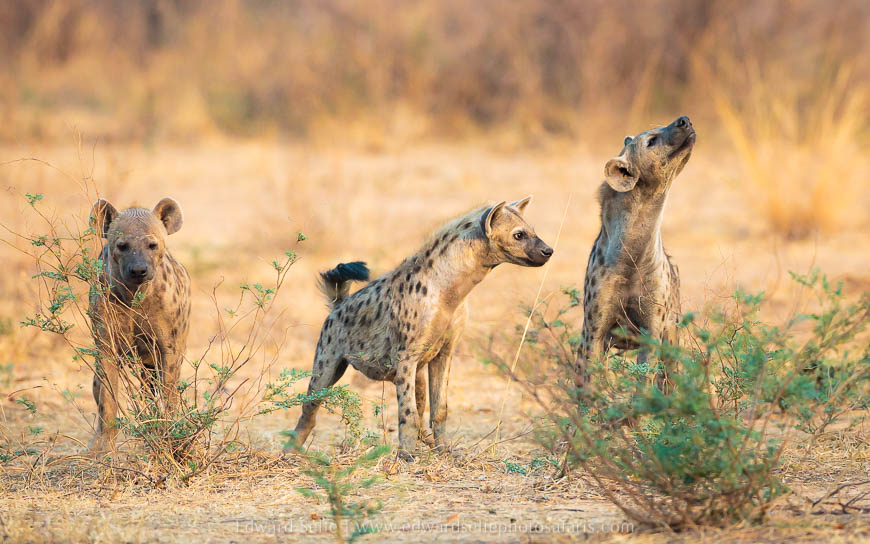 Wildlife image from photo safari with edward selfe in south luangwa national park.