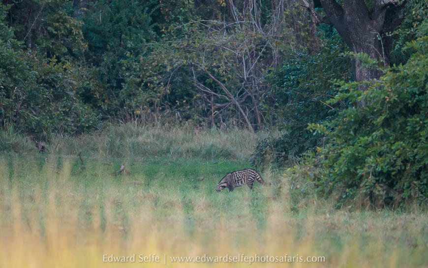 Wildlife image from photo safari with edward selfe.
