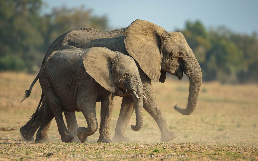 Wildlife image from a photo safari with edward selfe.
