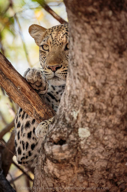 Wildlife image from photo safari with edward selfe in south luangwa national park.