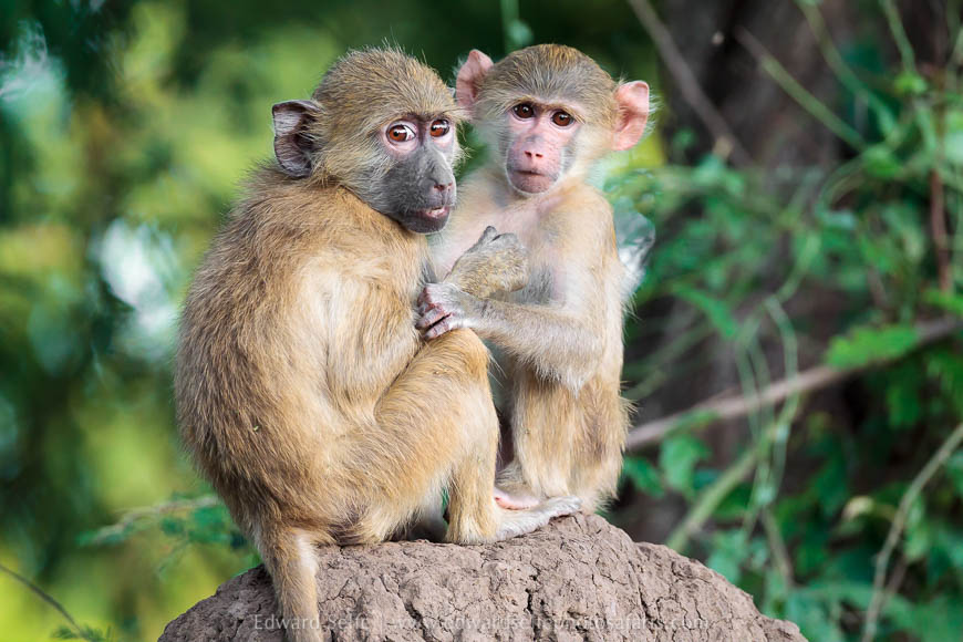Wildlife image on photo safari with edward selfe in south luangwa national park.