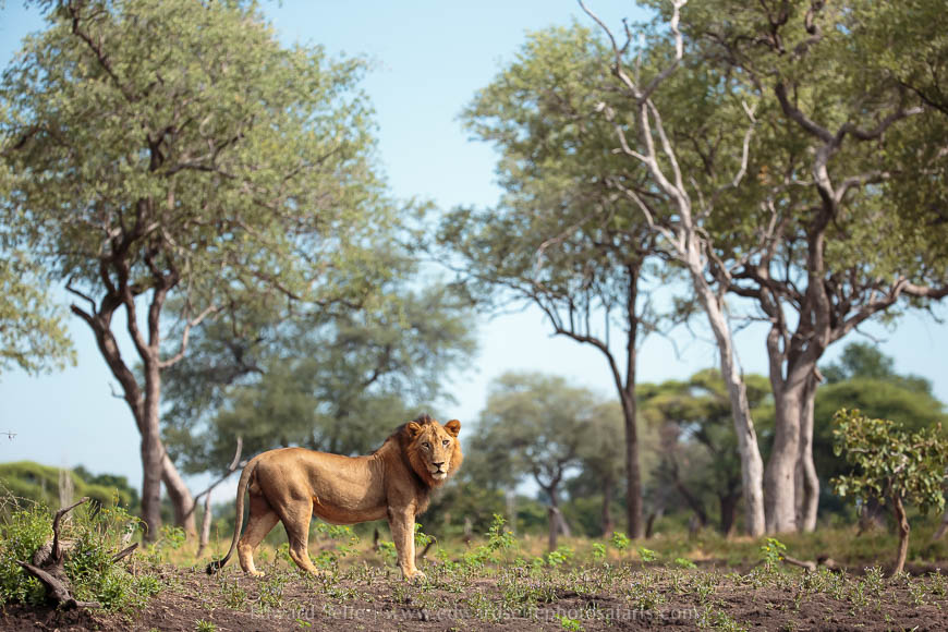 Wildlife image from photo safari with edward selfe.