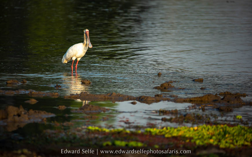 Wildlife image from photo safari with edward selfe.
