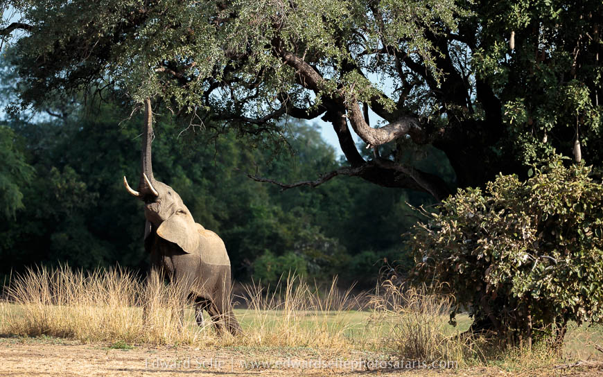 Wildlife image from photo safari with edward selfe.