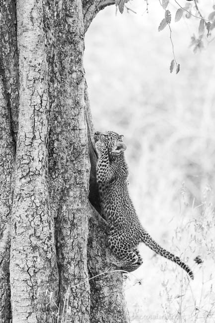 Leopard cub climbing a tree on photo safari in south luangwa national park.