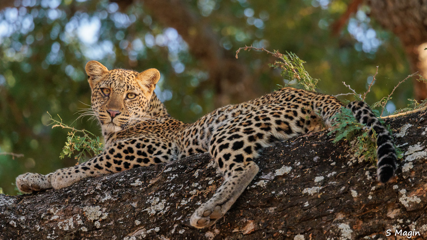 Wildlife image by Sharon Magin from photo safari in Zambia with Edward Selfe.