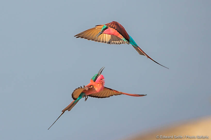 Wildlife image of a bird by edward selfe from photo safari in zambia.