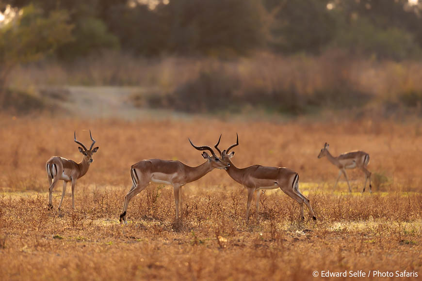 Image from exclusive luangwa photo safari by edward selfe