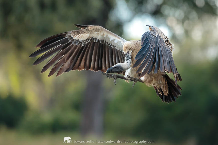 Vultures surround and feed on an elephant carcass during a photo safari with Edward Selfe in South Luangwa National Park
