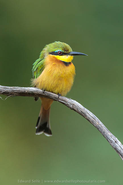 Wildlife image from photo safari with edward selfe.