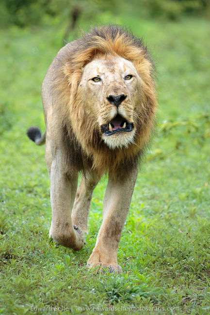 Wildlife image from photo safari with edward selfe in south luangwa national park.