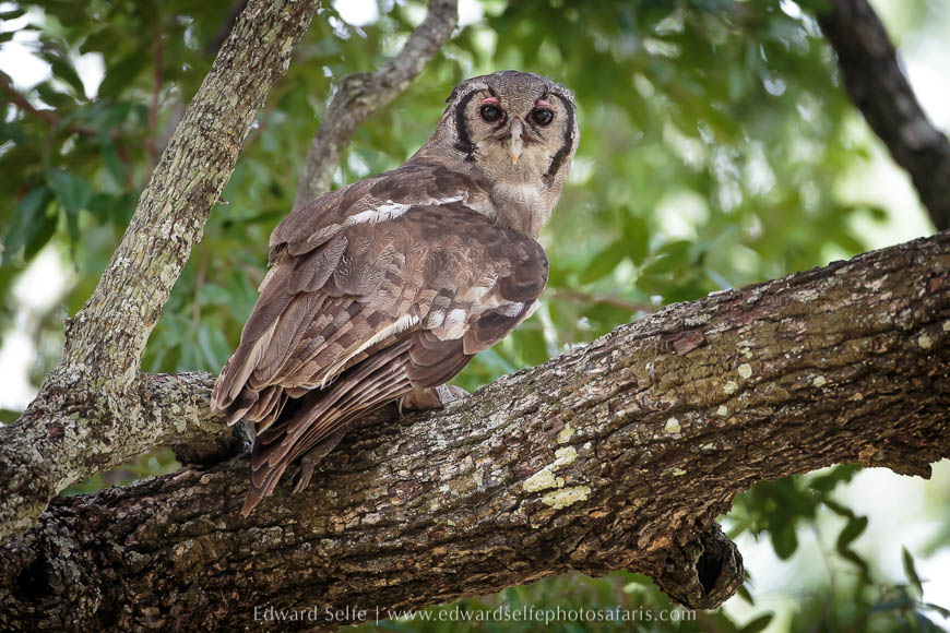 Wildlife image from photo safari in south luangwa with edward selfe.