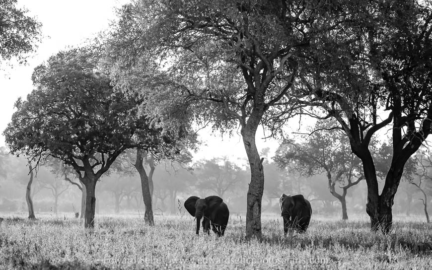 Wildlife image from photo safari with edward selfe.