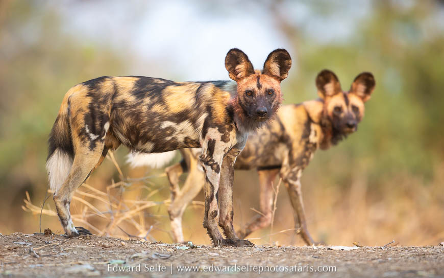 Wildlife image from photo safari with edward selfe.