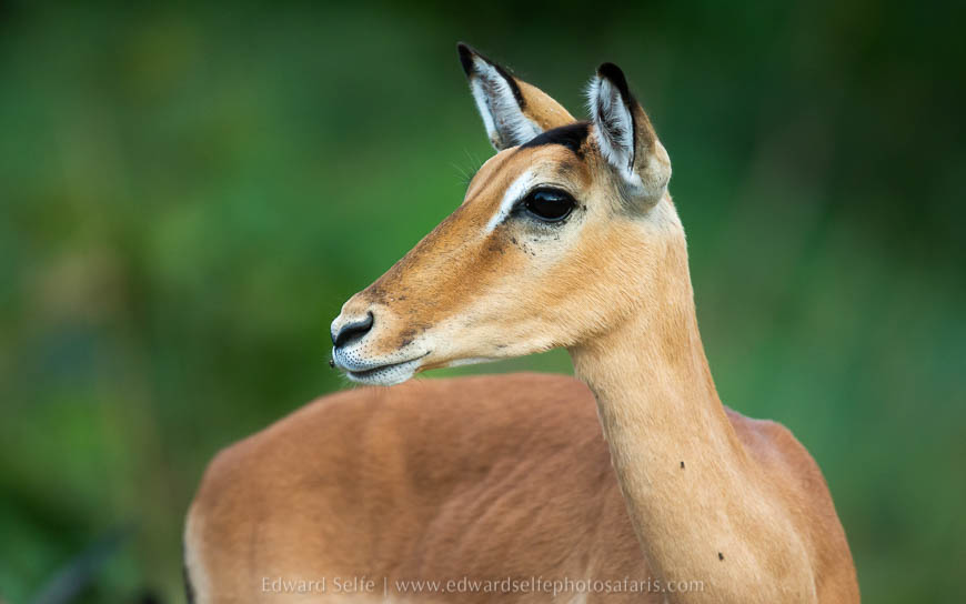 Wildlife image from photo safari with edward selfe.