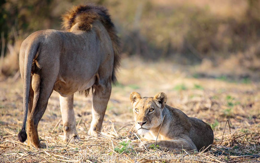 Wildlife image from photo safari with edward selfe.