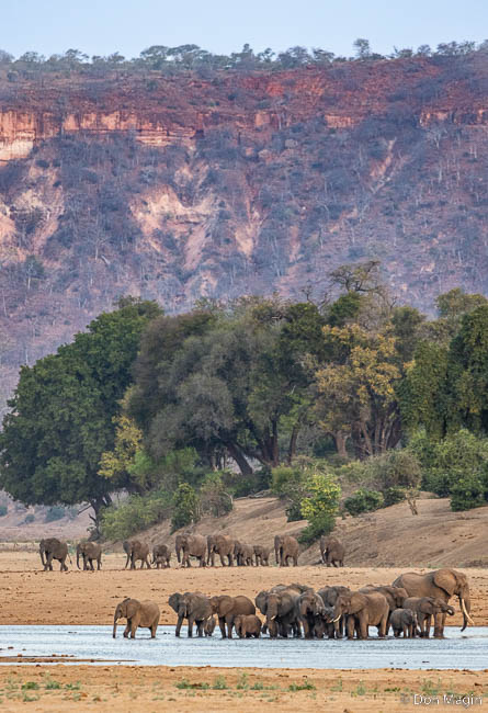 Wildlife image by don magin from a photo safari in zambia and zimbabwe with edward selfe.