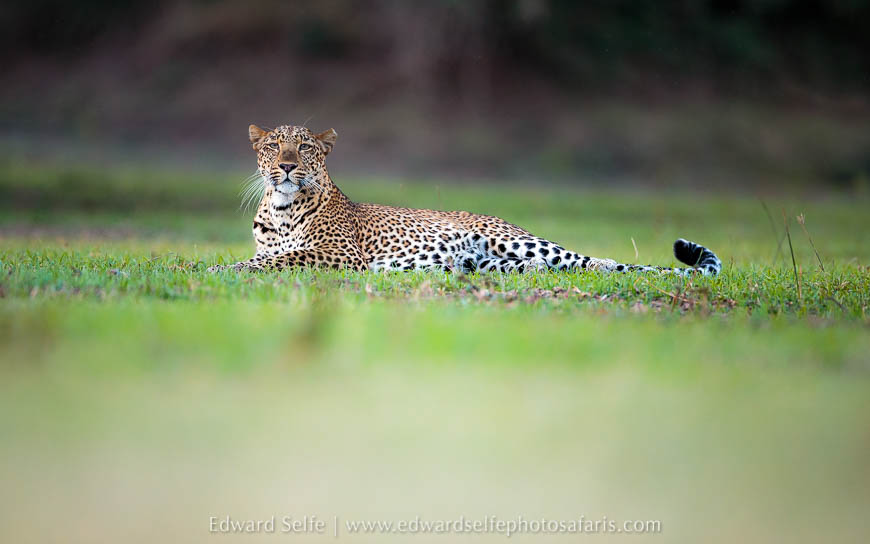 Wildlife image from photo safari with edward selfe.