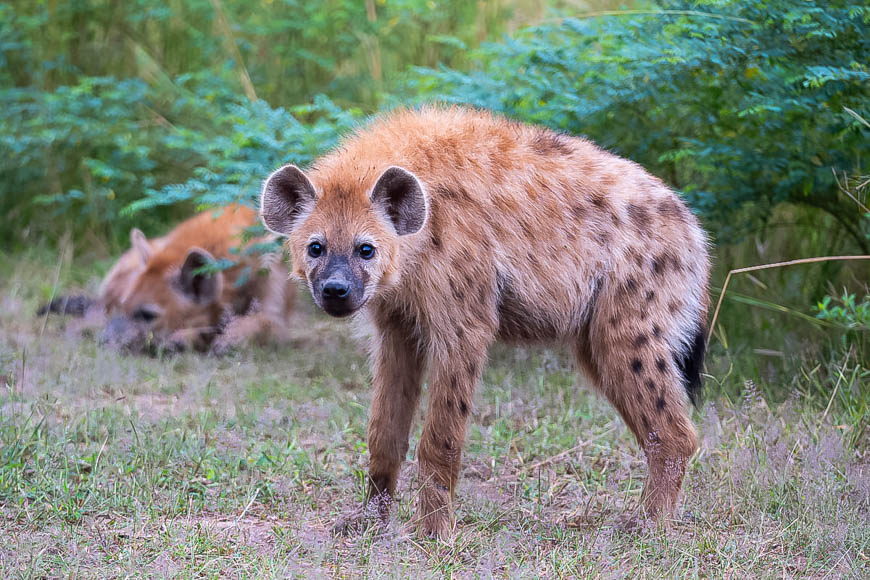 Wildlife image from South Luangwa by Mike White