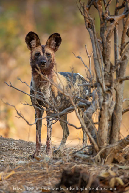 Wildlife image from photo safari with edward selfe.