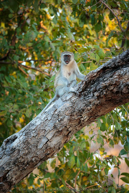 Wildlife image from photo safari with edward selfe in south luangwa national park.