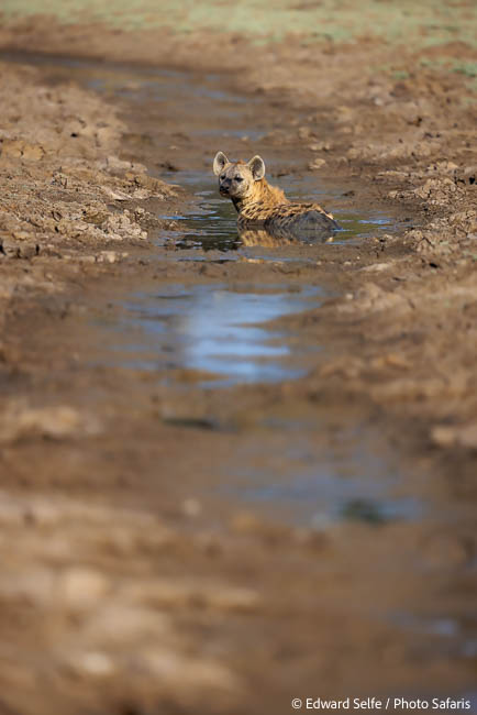 Image from exclusive luangwa photo safari by edward selfe