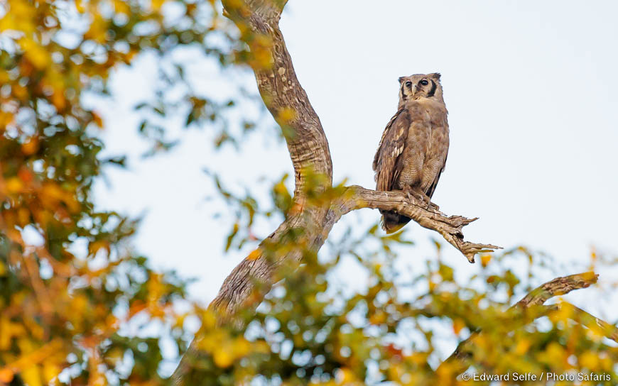 Wildlife image of a bird by edward selfe from photo safari in zambia.