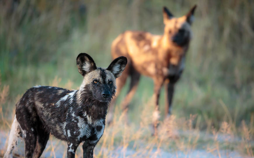 Images of wildlife from photo safari with edward selfe