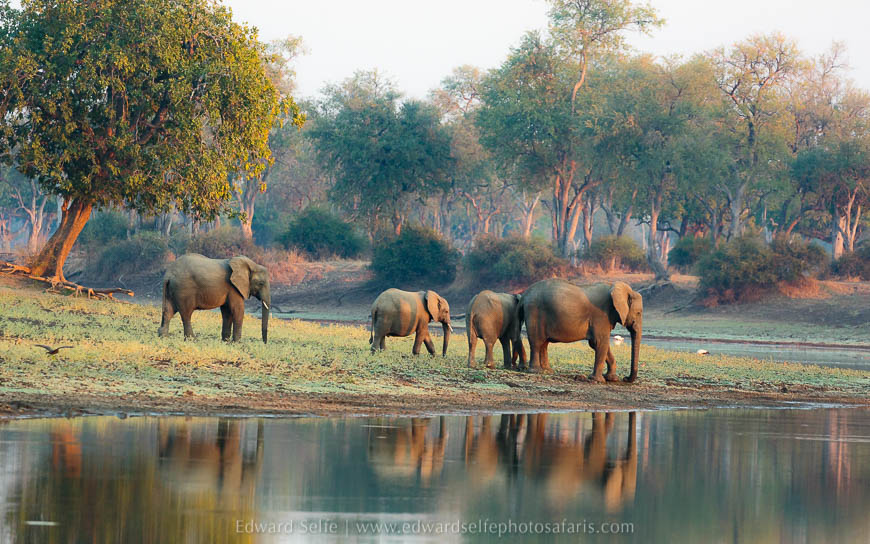 Wildlife image from photo safari with edward selfe in south luangwa national park.