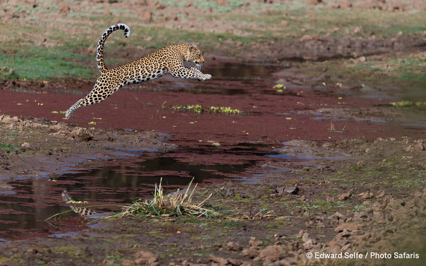 Wildlife image by edward selfe as part of a sequence leopard jumping across channel.