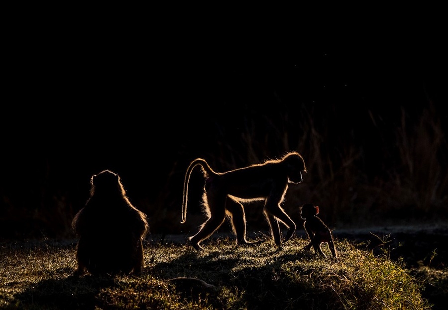 Artistic heavily backlit baboons in South Luangwa National Park