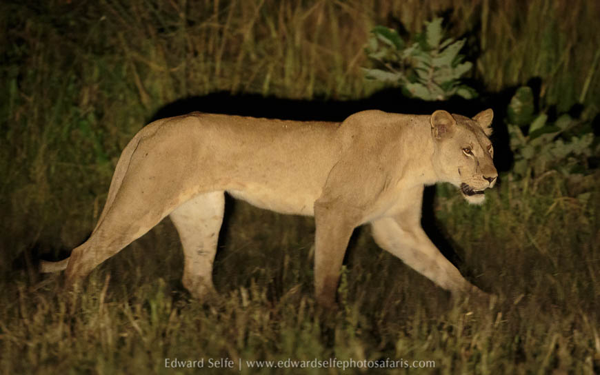 Wildlife image from photo safari in south luangwa with edward selfe.