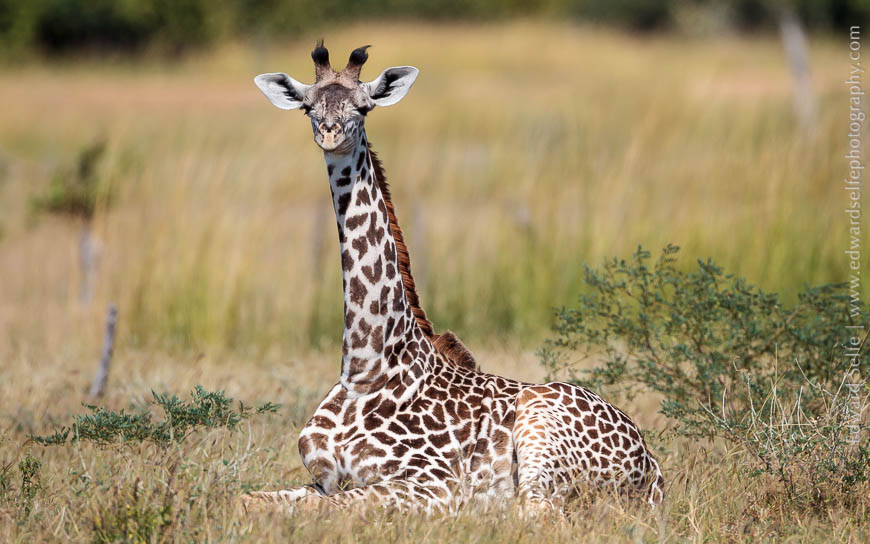 A young giraffe rests while others feed nearby in South Luangwa National Park.