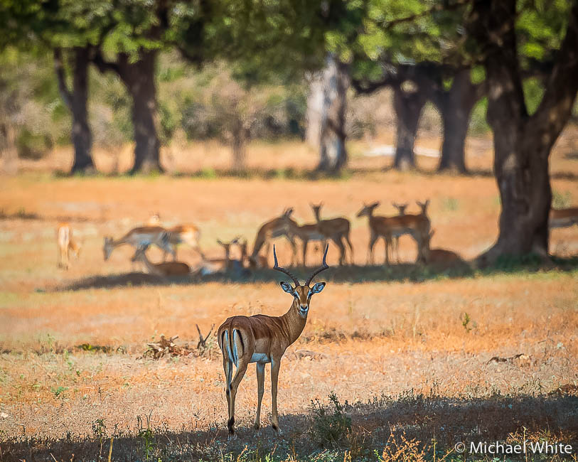 Mike white’s image of wildlife from photo safari with edward selfe in zambia.