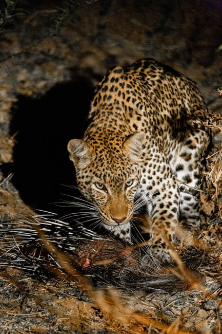 Wildlife image by michael thornton from photo safari in south luangwa with edward selfe.