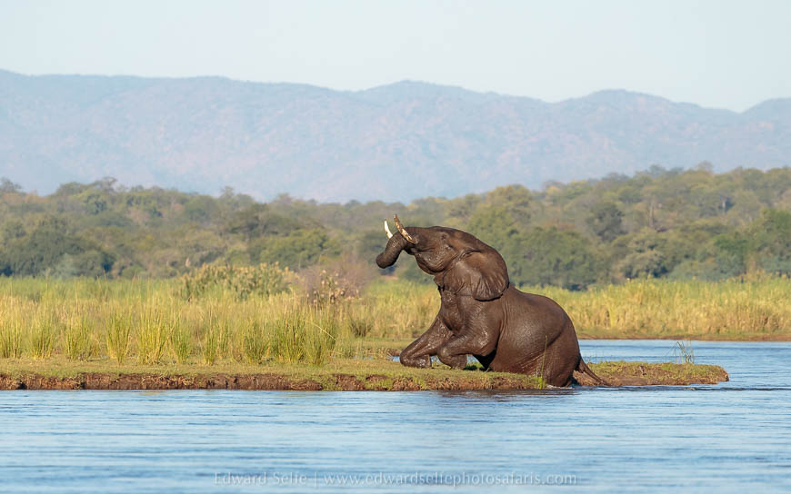 Wildlife image from photo safari with edward selfe.