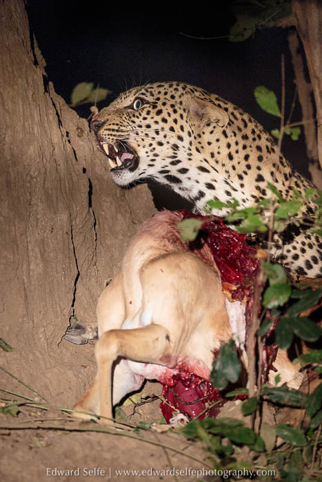 Male leopard snarling on photo safari in South Luangwa National Park.