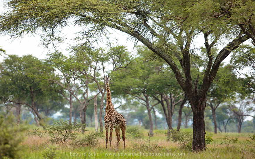 Wildlife image from photo safari with edward selfe.