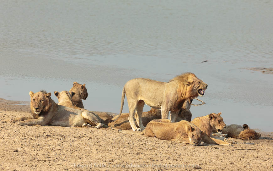 Lions rest on the river bank photo safari with edward selfe in south luangwa national park.