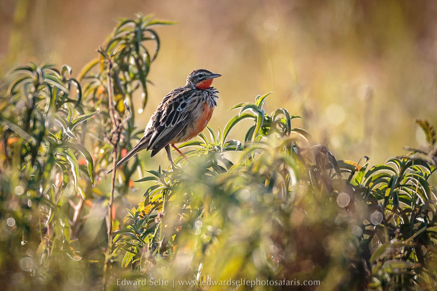 Wildlife image from a photo safari with edward selfe.