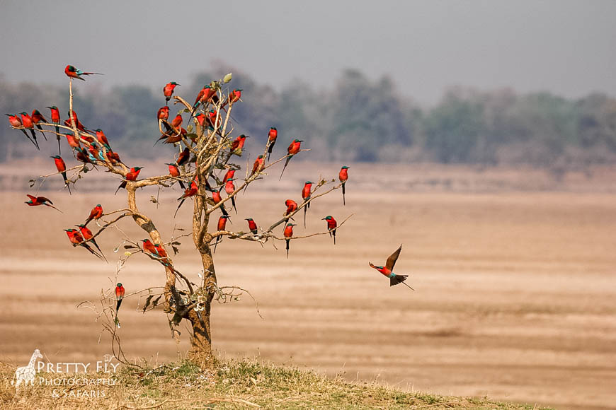 Wildlife image from photo safari with edward selfe in south luangwa national park.