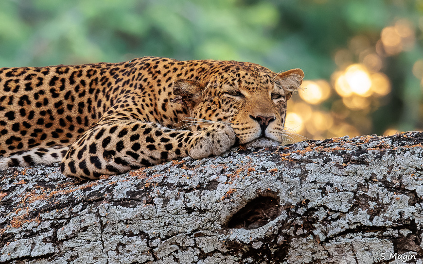 Wildlife image by Sharon Magin from photo safari in Zambia with Edward Selfe.