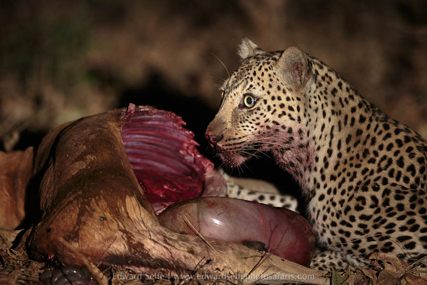Wildlife image on photo safari with edward selfe in south luangwa national park.