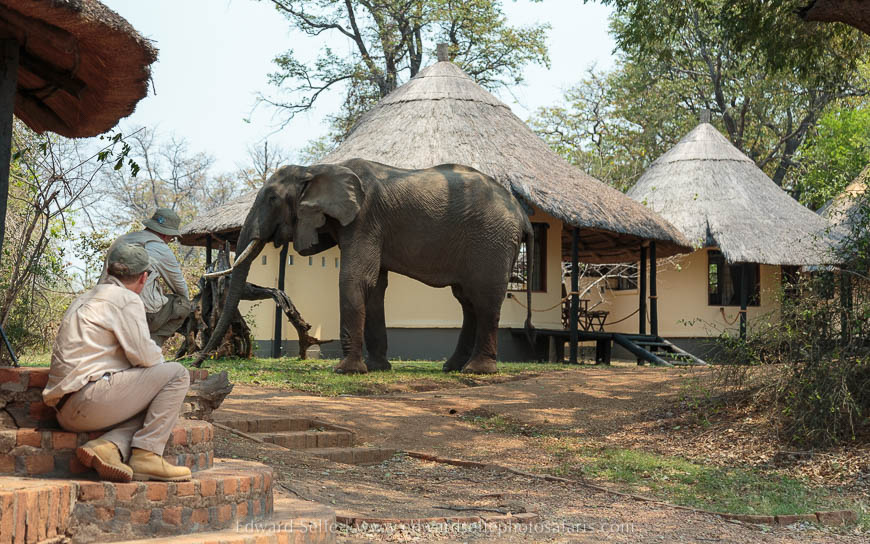 Wildlife image from photo safari with edward selfe in south luangwa national park.