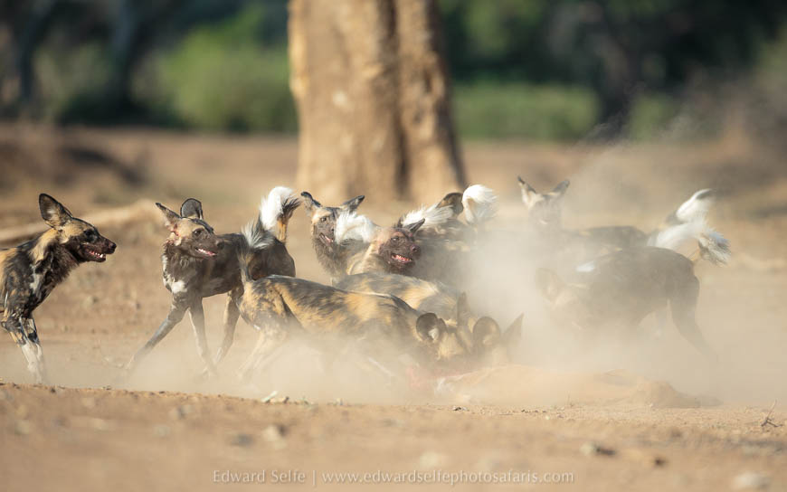 Wildlife image from photo safari with edward selfe safaris.