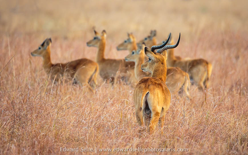 Wildlife image from photo safari with edward selfe.