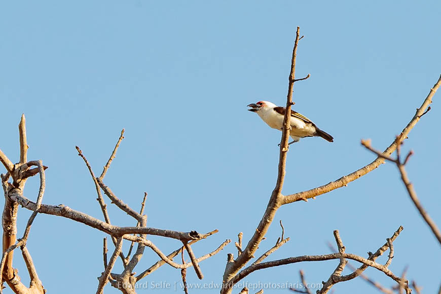 Wildlife image from a photo safari with edward selfe.