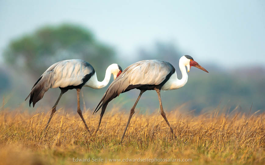 Wildlife image from a photo safari with edward selfe.